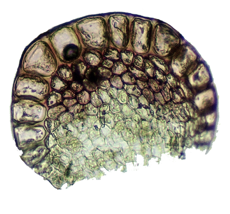Solenostoma gracillimum